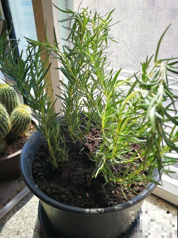 这花太香了，可以当香料，邻居见了也想养！