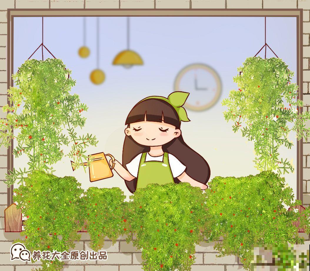 这花极像文竹，叶片翠绿，却比文竹好看好养多了！