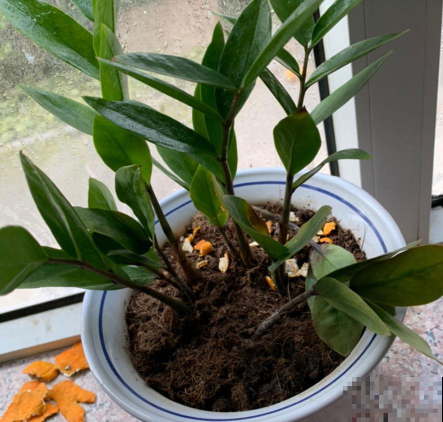 这花寓意极好，每年换盆的时候，总能分生出一圈小土豆！