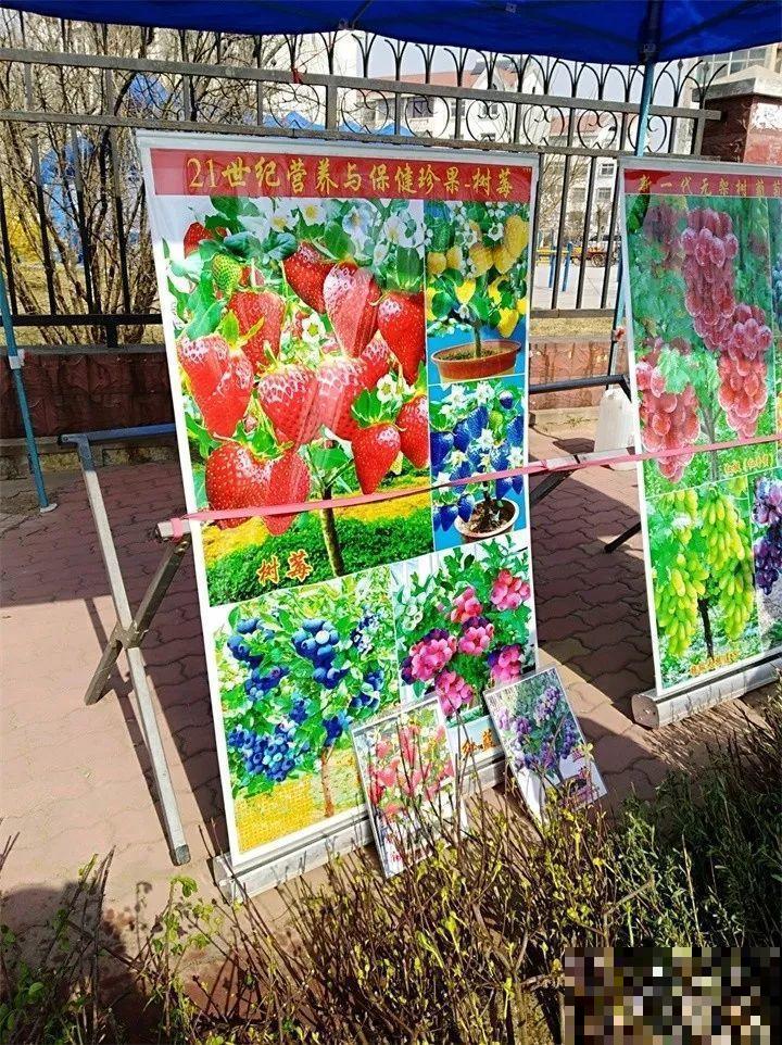 赶集碰见这种花，一买就上当，决不能贪便宜！