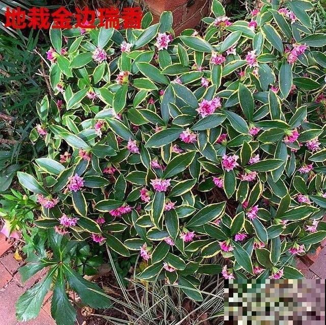 最适合冬天养的花，抗冻又省心，能一直开到明年春天！
