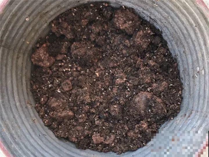 土里掺点它，3年不用换盆，花照样年年开！