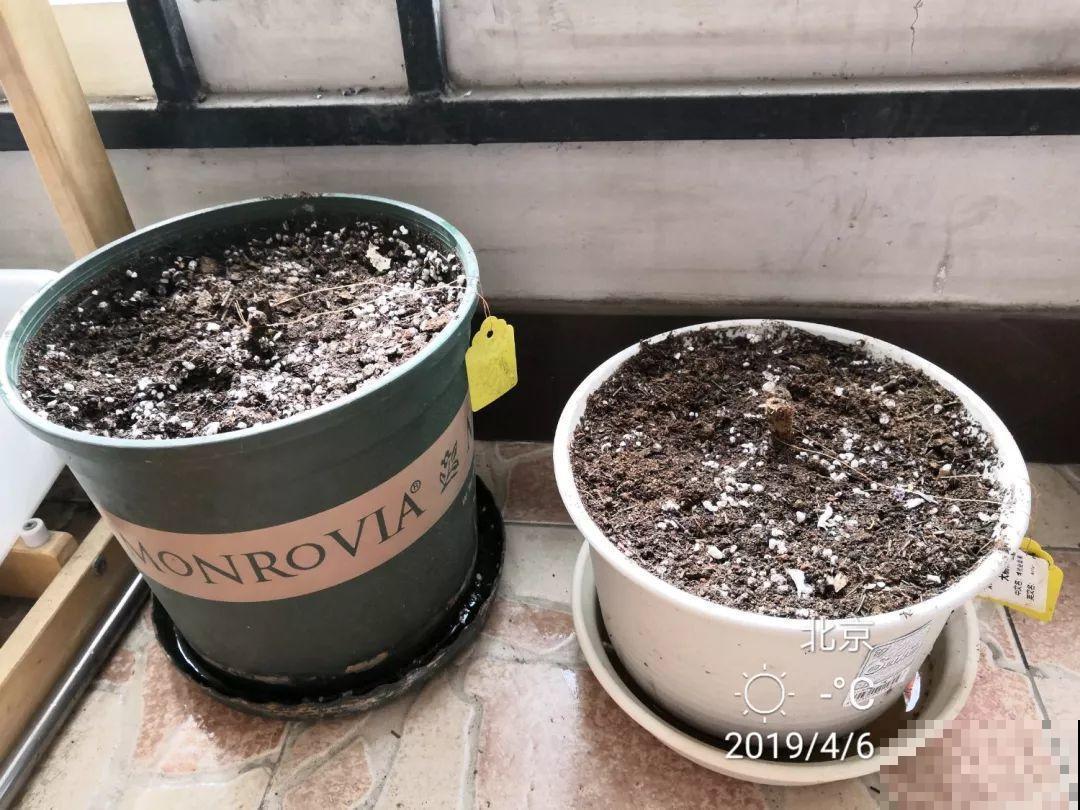 这花就是开花机器，连开6个月不歇气，邻居天天跑来看！