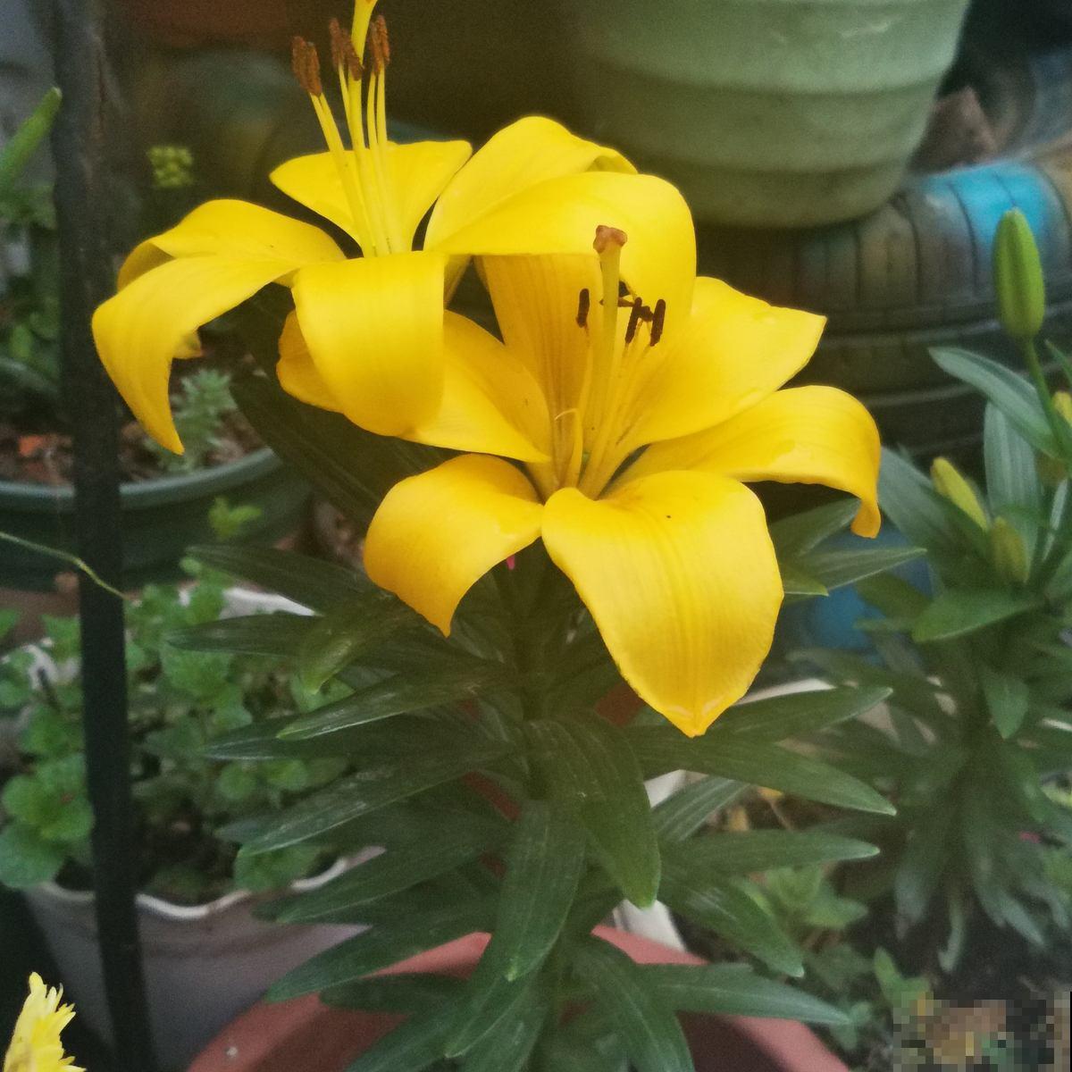 聪明人养花，往土里加点它，新叶蹭蹭长，花苞压弯枝头