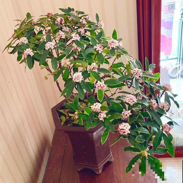 20种花再冷也不怕，过年正好开花，现在养还来得及！