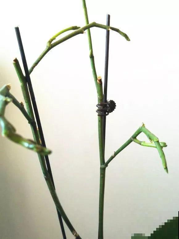 这6种花开败了？抓紧剪两刀，还能再开两三茬！