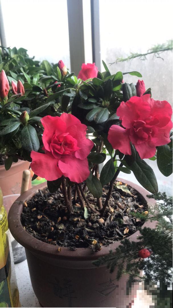 这花就得种在小盆里，盆越小越挤，花长得越旺盛