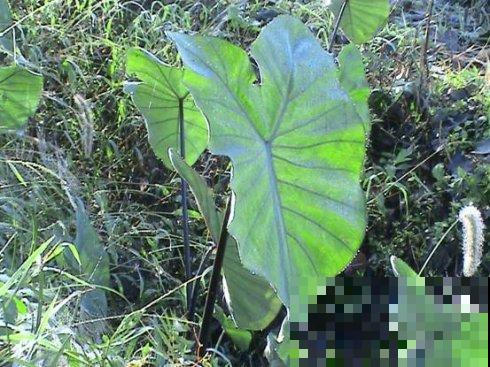 野外偶遇神秘植物，1片叶子比井盖还大，摘下来直接当雨伞撑！