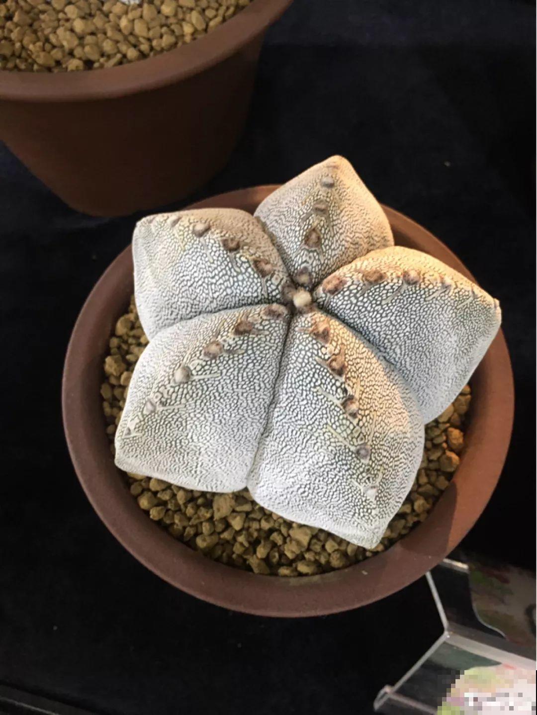 平时没人要的花，开出5朵超大花，邻居全都抢着要！