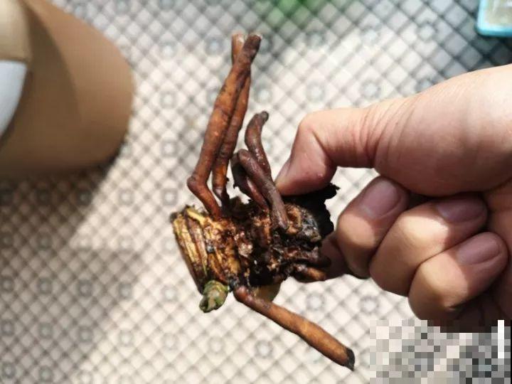 10种花，冬天切记管住手，小心浇完水就掉叶子！