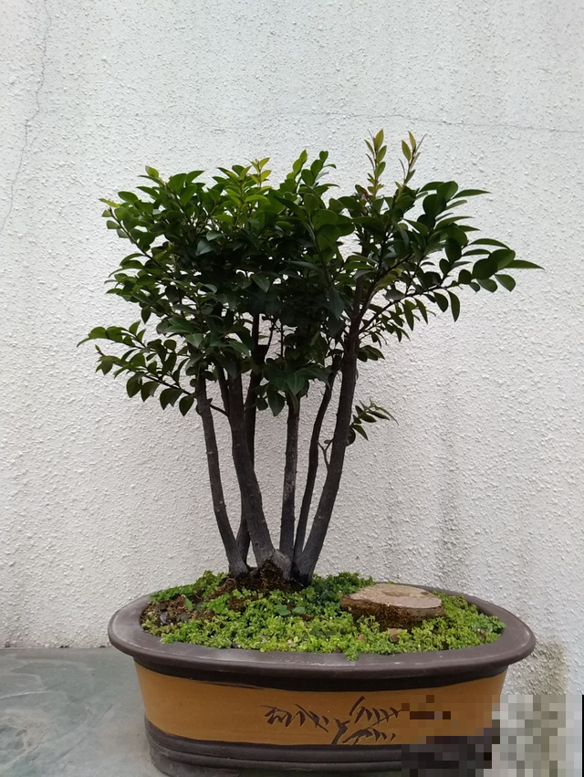 家里花一碰就掉，赶紧用这几个大招，否则过两天就变光杆司令