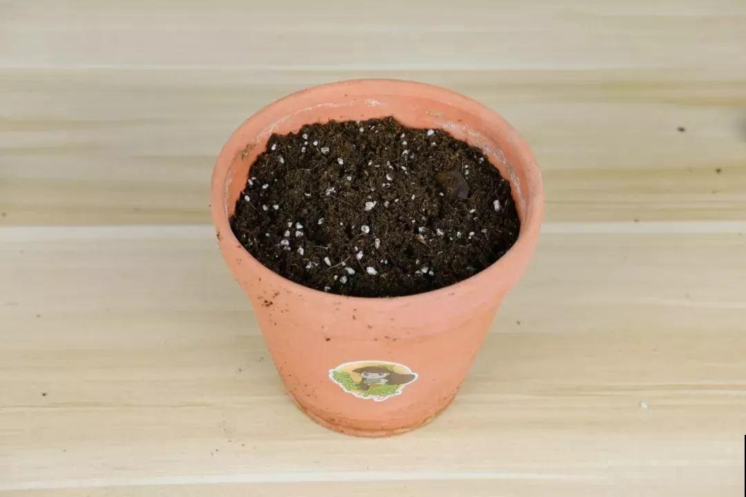 这花就要虐着养，一长高就剪，能开大半年！