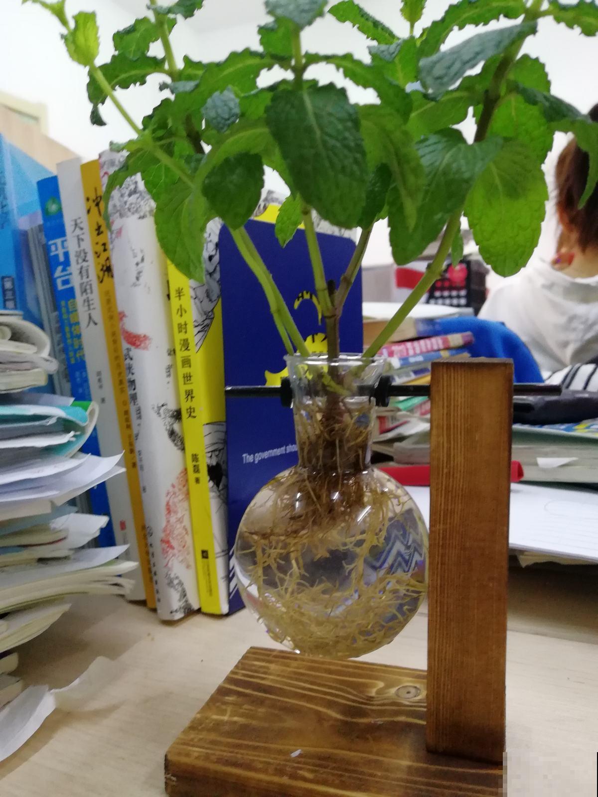 水培植物咋烂了？都怪放的地方不对，这几个位置万万不能放！