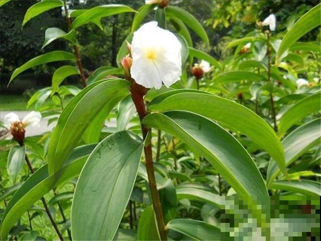 你吃过这种下完雷雨就冒头的野菜吗？身材像竹子，嫩芽又脆又甜！
