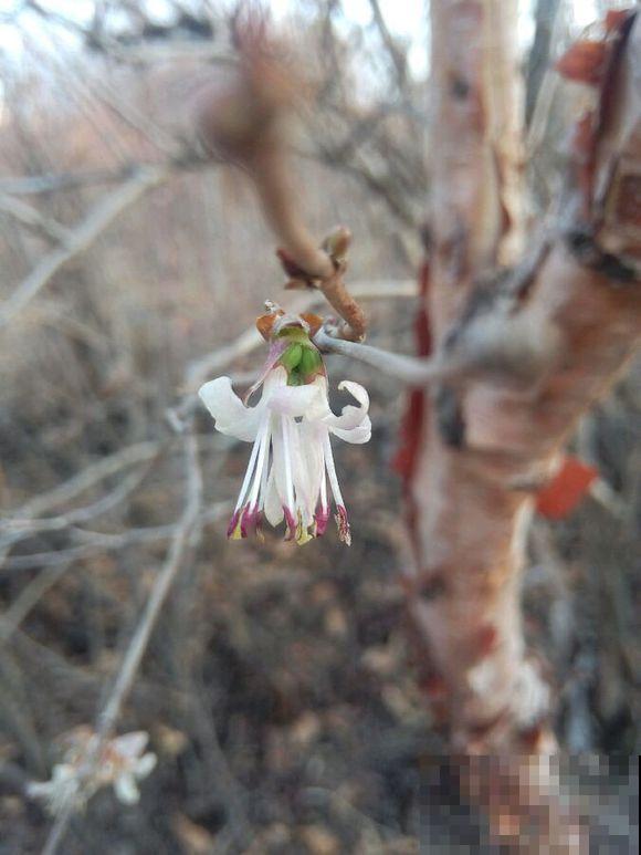 这10种小众花，价值珍贵、花型奇特，很少有人能叫出名字来！