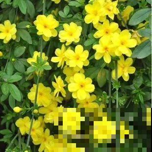 路边都是这植物，挖回家凹造型就变盆景，冬天还能开出金黄花海