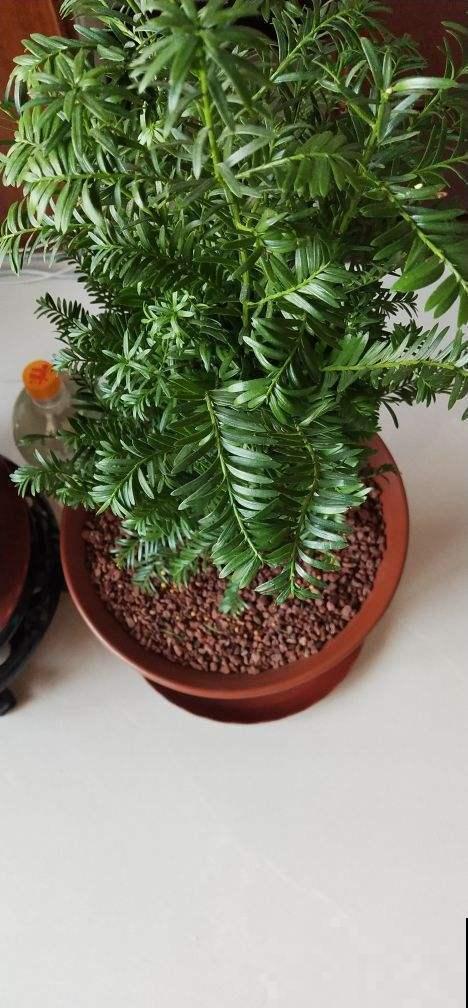 这花是出了名的不好养？教你几招，啥毛病也没有了！