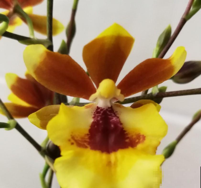 这花真文艺，在家养一盆，开花美极了！