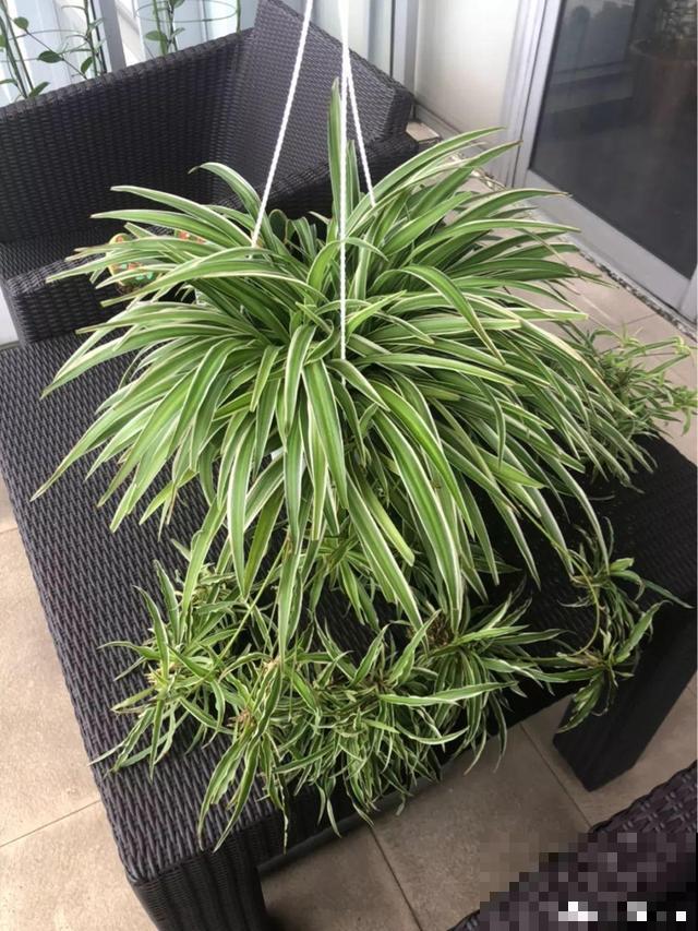 这4种花养在家里，就是一个小型的加湿器，不干不躁真舒服！