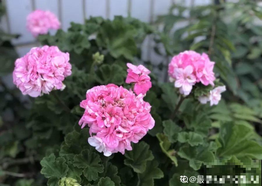 这7种花能开小半年，一茬接一茬，也不嫌累的慌！