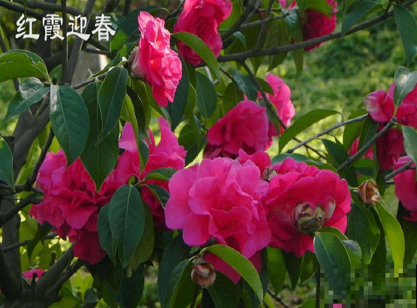 茶花迎来盛花期，16个最美品种，养一棵就足了！