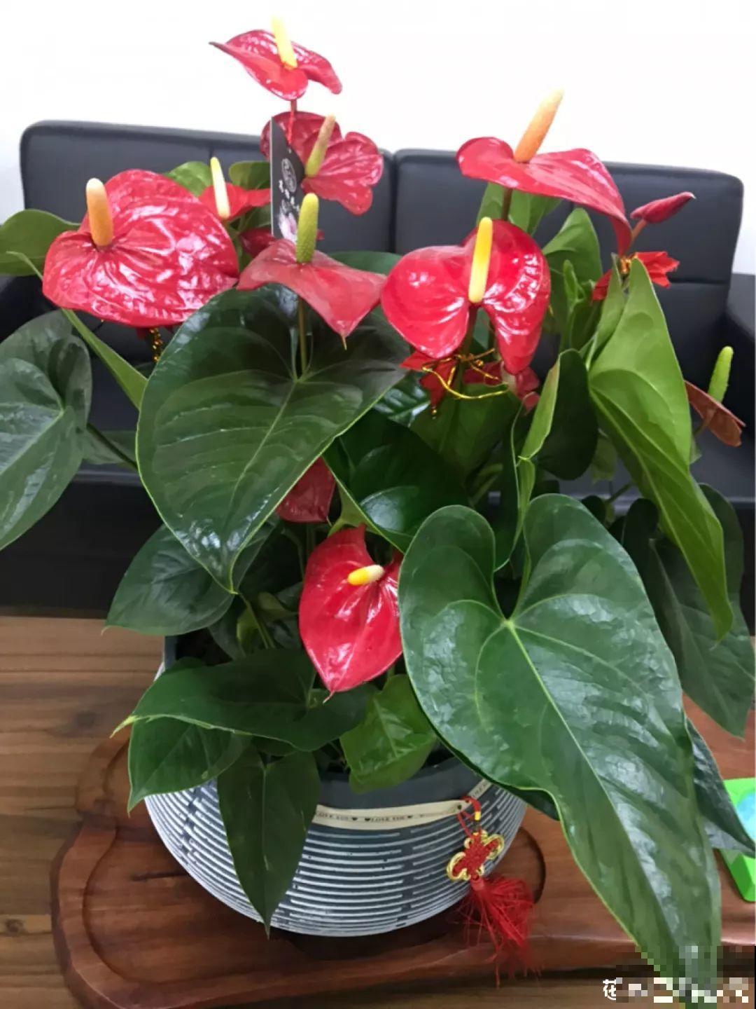 过年养10种花，红红火火一大片，连灯笼都不用挂了！