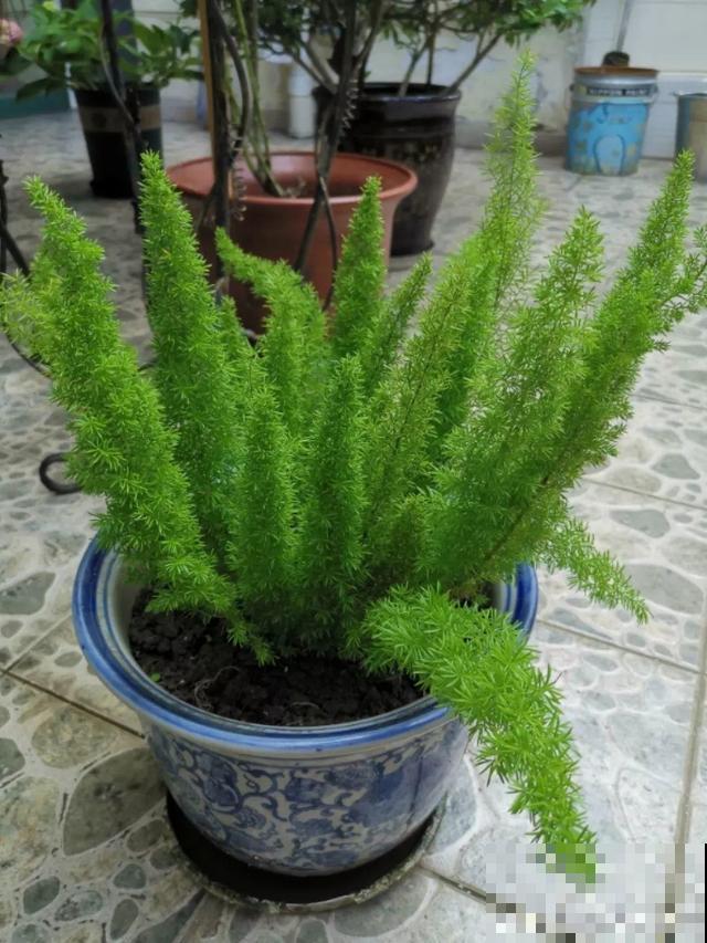 这花极像文竹，叶片翠绿，却比文竹好看好养多了！
