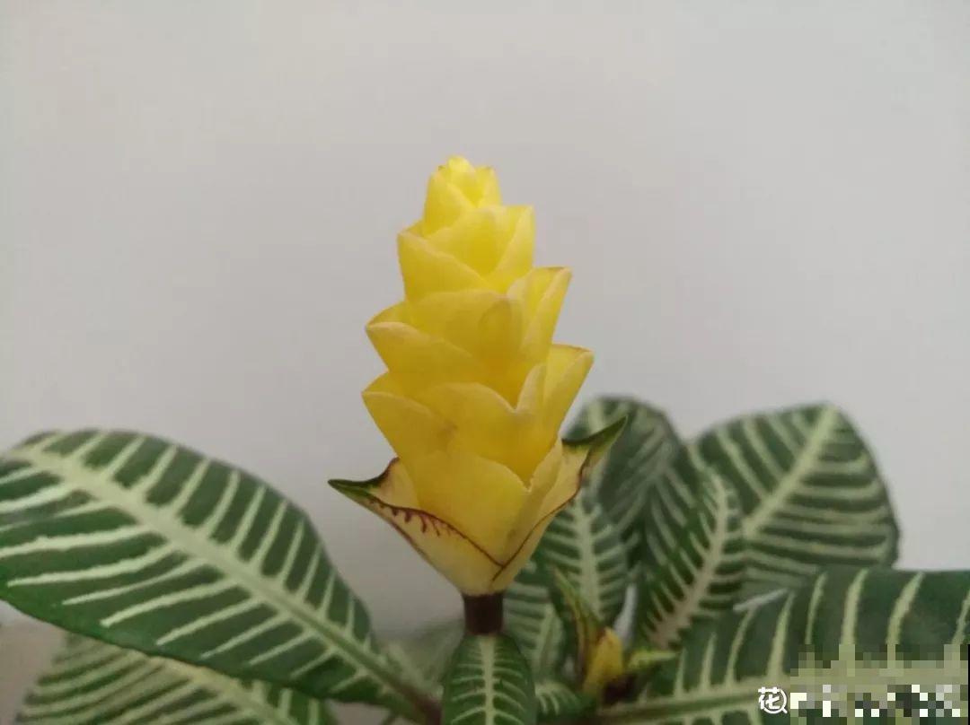 有品味的人，都爱养这2种花，10盆都不嫌多！