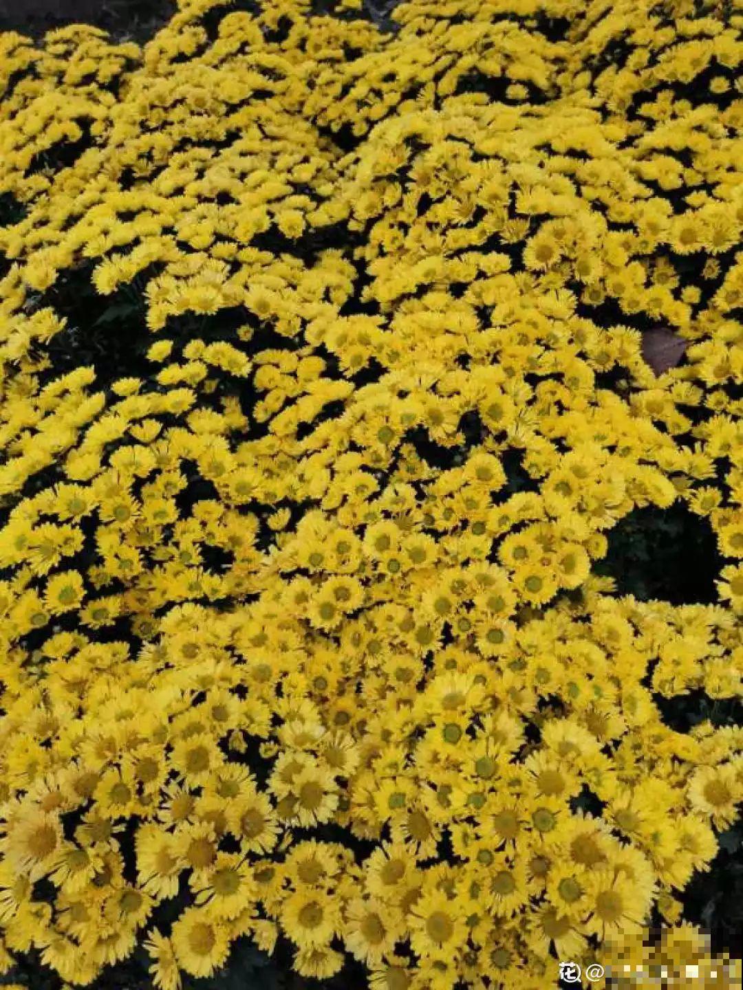 8种意义深远的花，送人一定要选对，很有面！