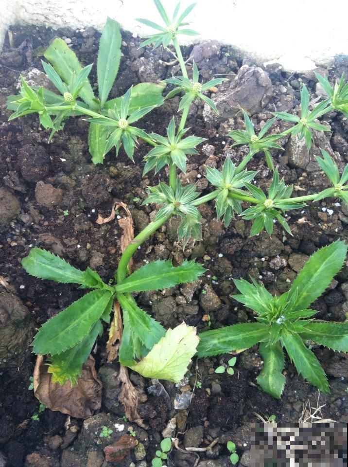 原来香菜也有野生的，长得比野草茂盛，薅一把煲汤鲜香美味！