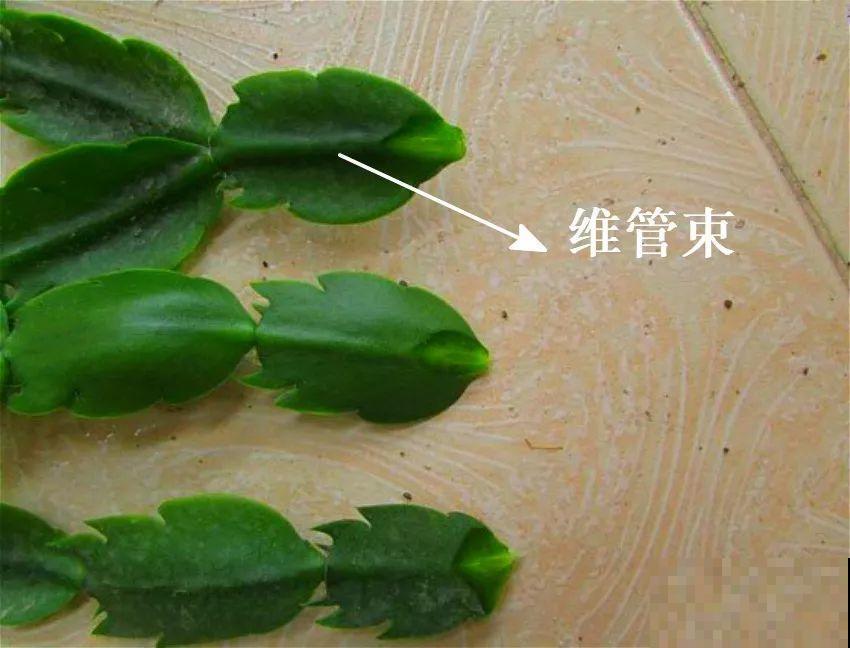 蟹爪兰嫁接技巧，少浇水撒点它，新手也能轻松养生根！
