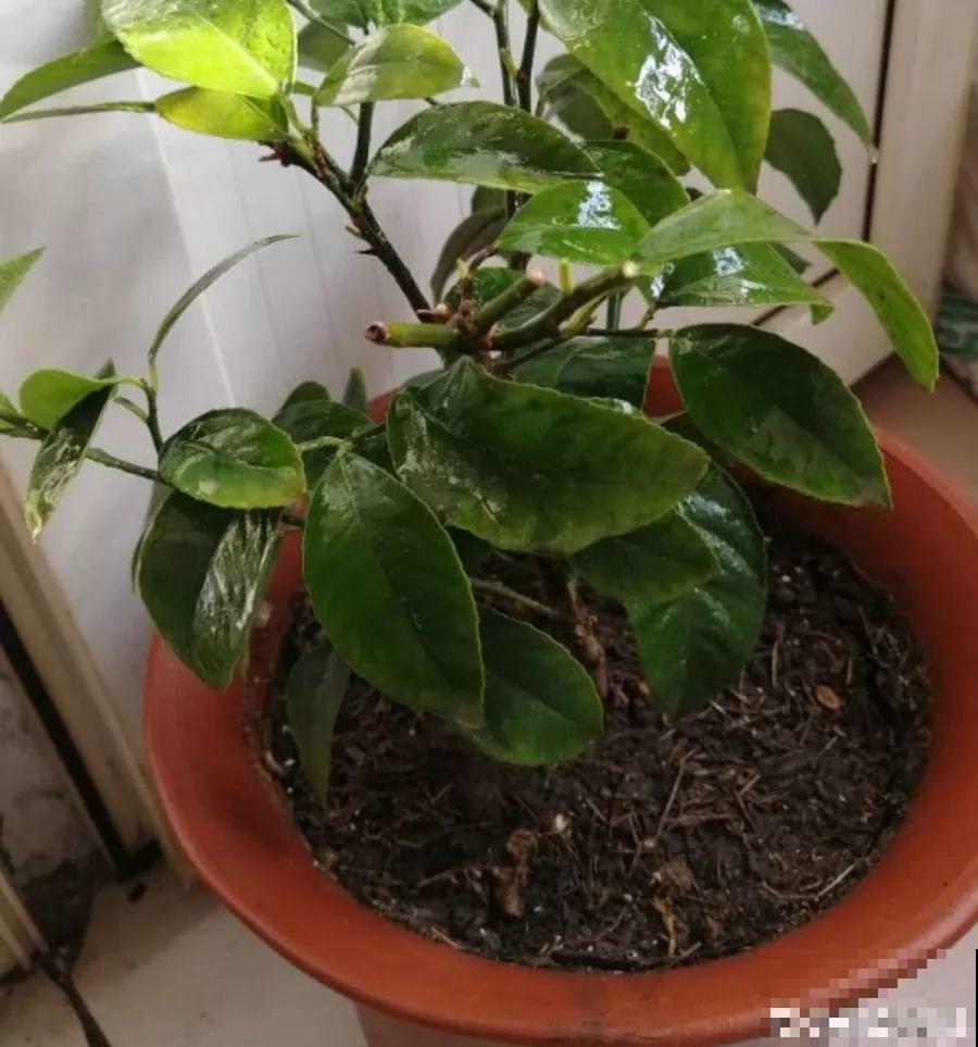 最适合冬天养的4种花，杀菌去异味，养一盆顶个空气净化器！
