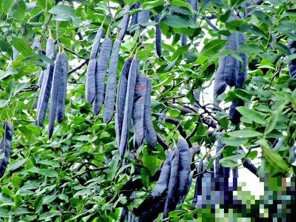 原来古代人都用这个洗衣服，环保不伤手，花盆里就能栽！