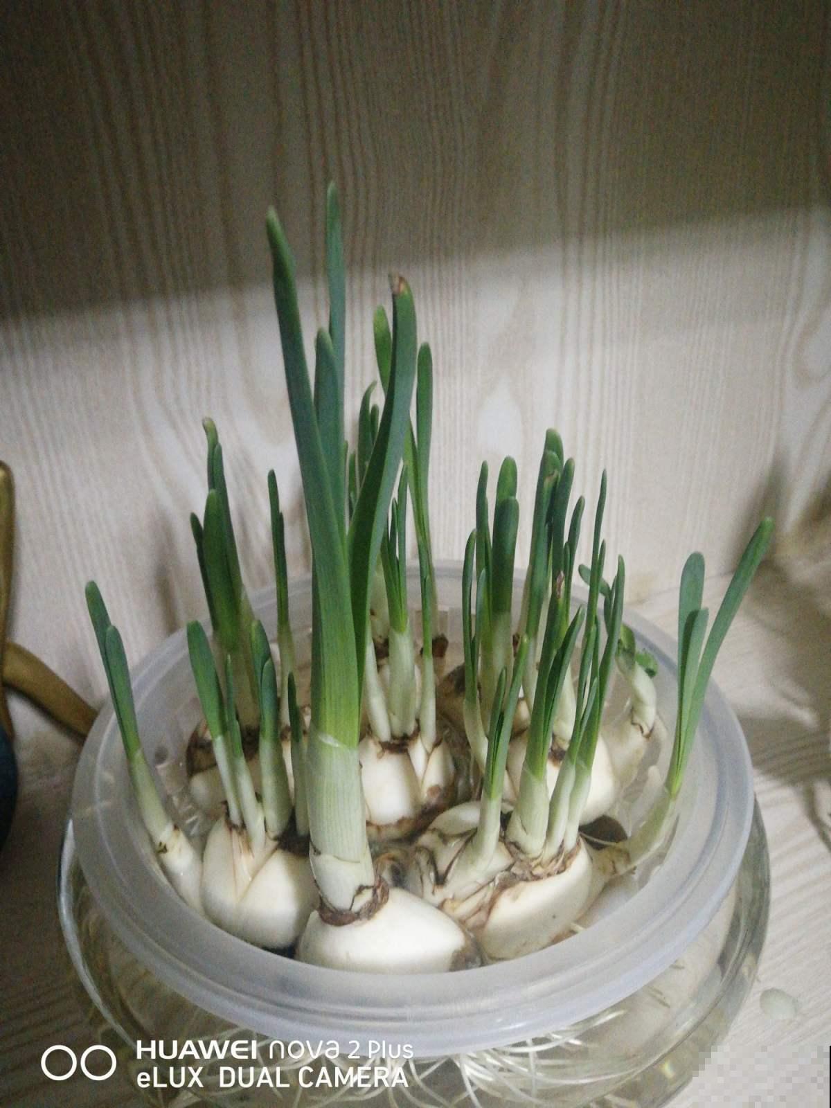 水仙怎么养？原来这招就能控制花期，想哪天开就哪天开！