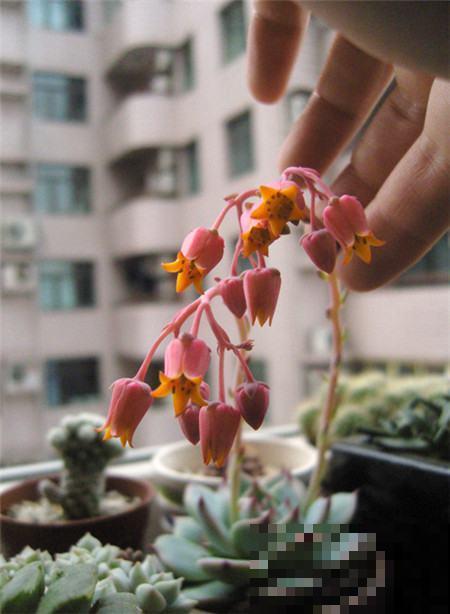 这4种多肉能开花，花色艳丽，开花还多！