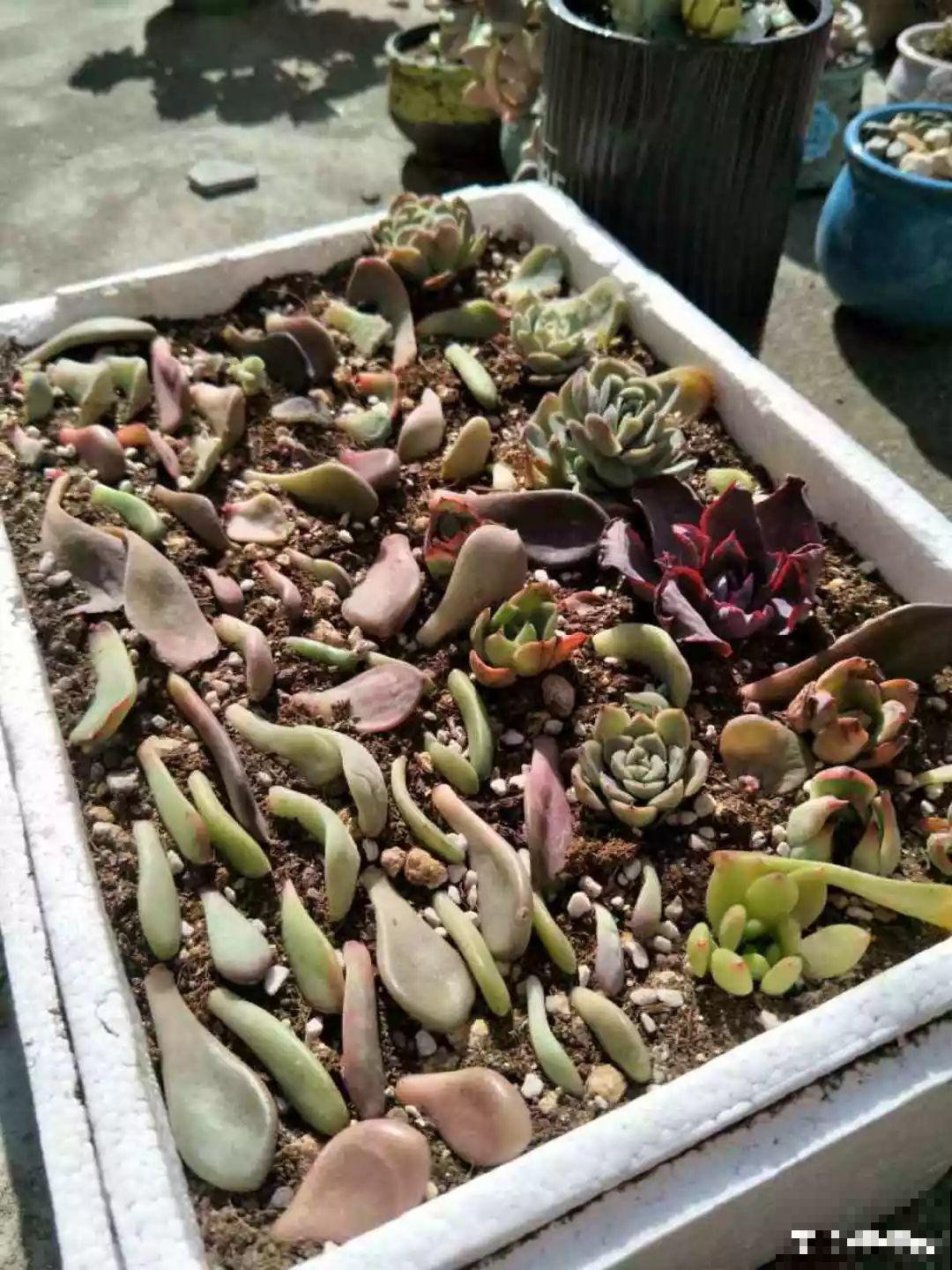 冬天扦插不用愁，准备一个塑料瓶，生根速度翻倍！