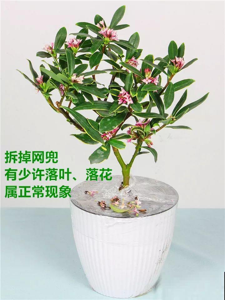 最适合冬天养的花，抗冻又省心，能一直开到明年春天！