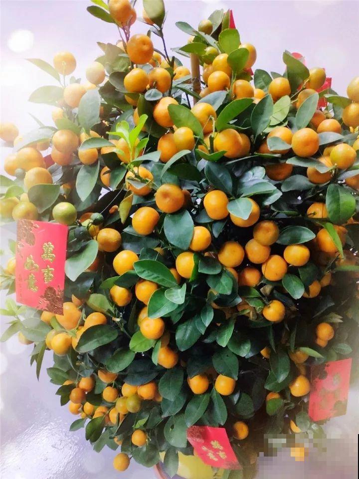 这10种花要慎买，小心养不活，心里贼难受！
