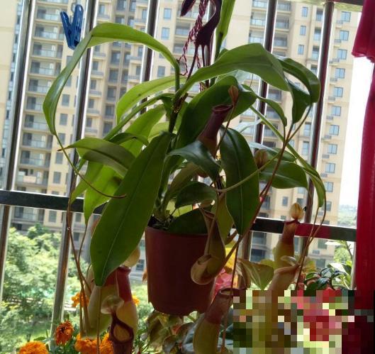 会吃虫子的植物，家里小孩都喜欢，养一盆干净又杀虫！