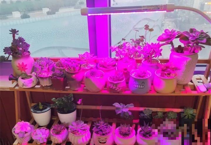 花一黄叶就挂，早治能救活，晚了一片叶子也不剩！