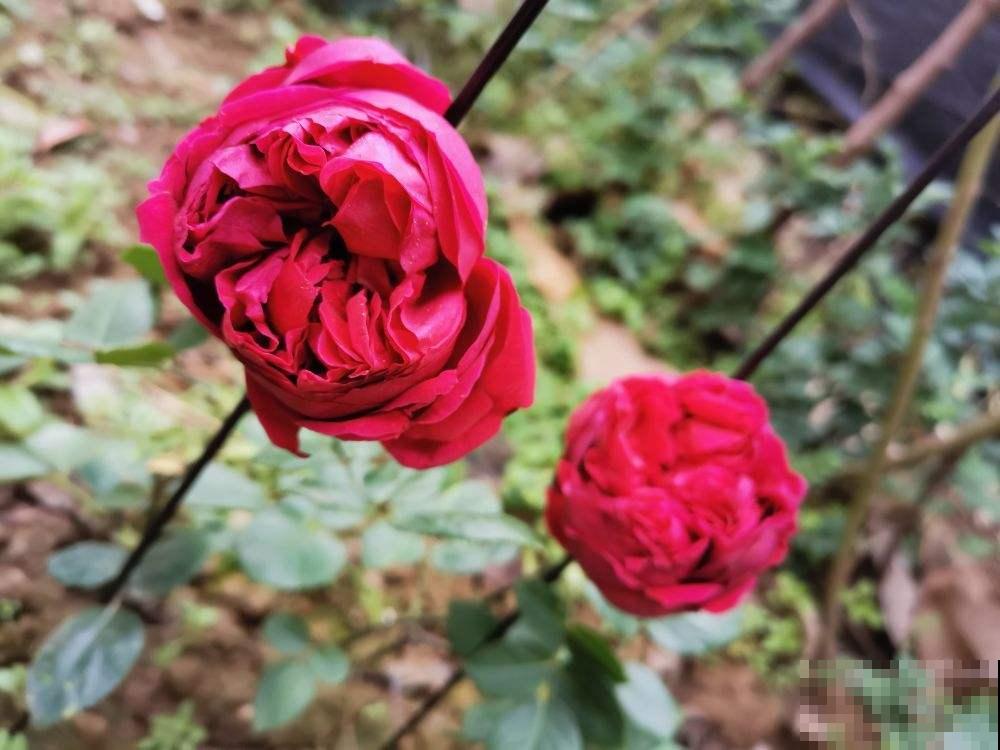 为啥花苞一碰全掉了?都是这个地方做错了,现在改还来得及! 为啥花苞一碰全掉了?都是这个地方做错了,现在改还来得及!