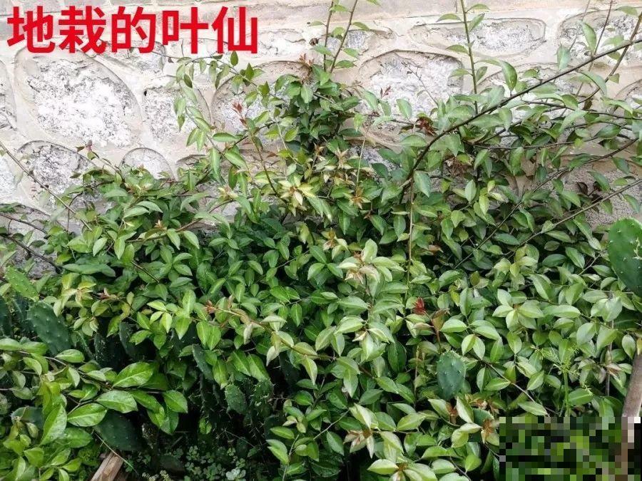 蟹爪兰嫁接技巧，少浇水撒点它，新手也能轻松养生根！