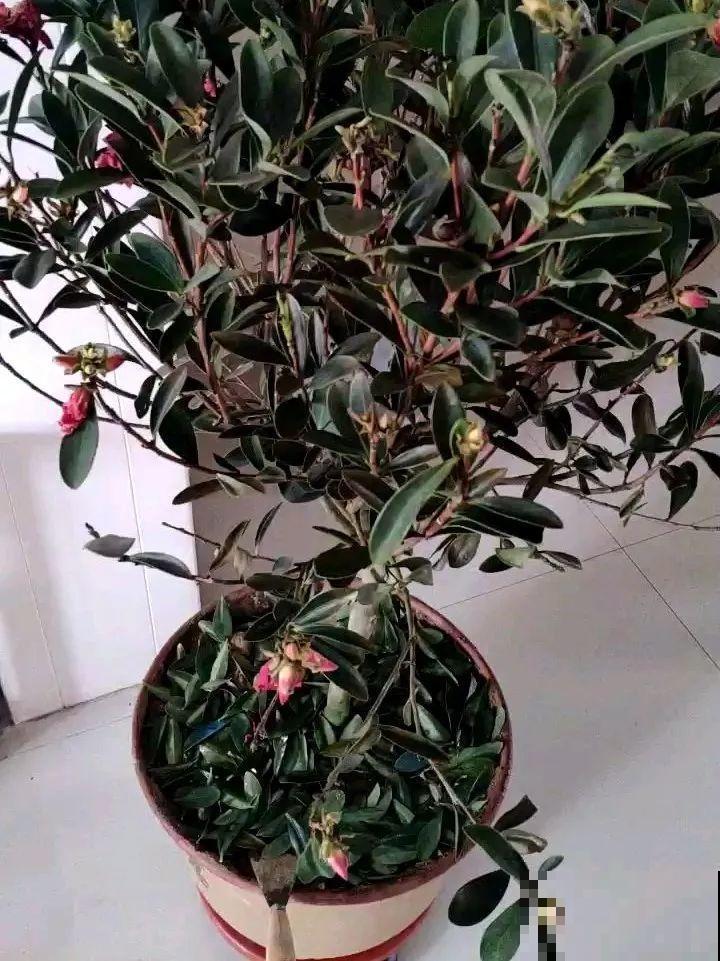 花盆里长了这玩意，趁早断水，小心最后根都烂没了！