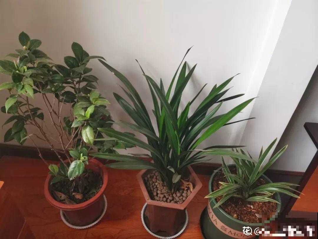 这8种花冬天别饿着，勤浇水多施肥，开花越来越多！