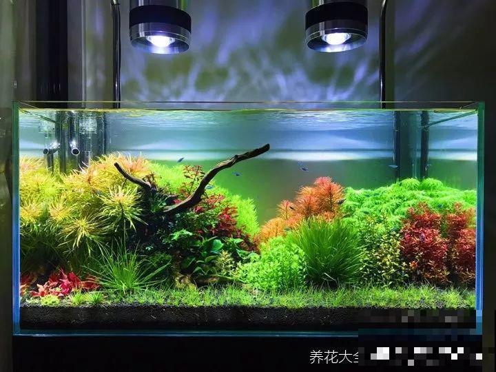 养不活的花丢鱼缸里，沾水立马就疯长，大冬天呼呼长不停！