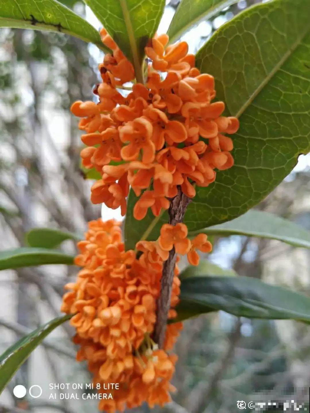 这4种花养在家里，就是一个小型的加湿器，不干不躁真舒服！