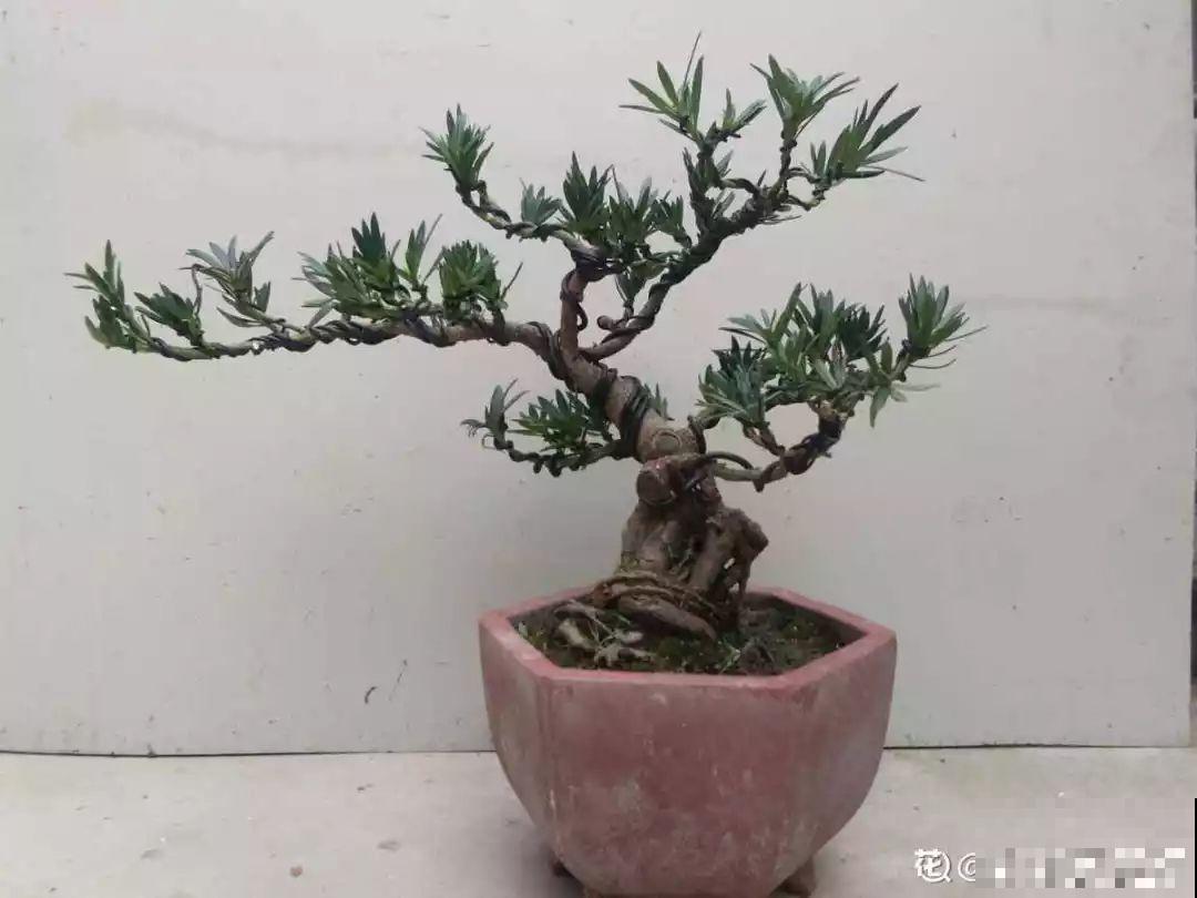 4种不同风格的花，谁见了都爱养，各有各的气质！