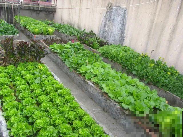 她在楼顶养花种菜，再喂喂鸡，日子过得悠闲又自在！