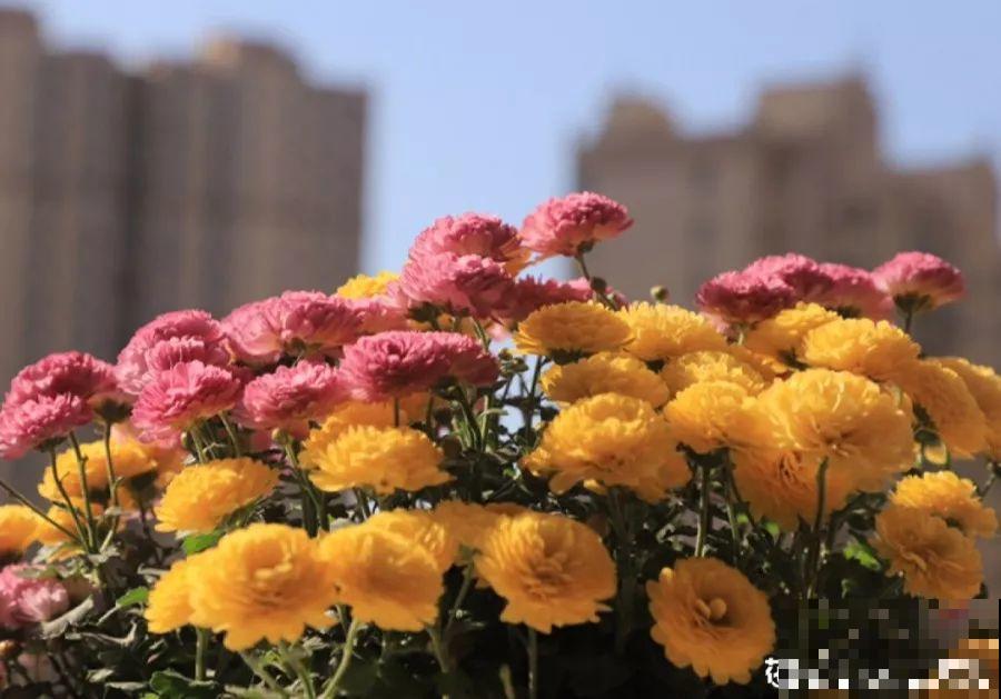 最适合冬天养的4种花，杀菌去异味，养一盆顶个空气净化器！