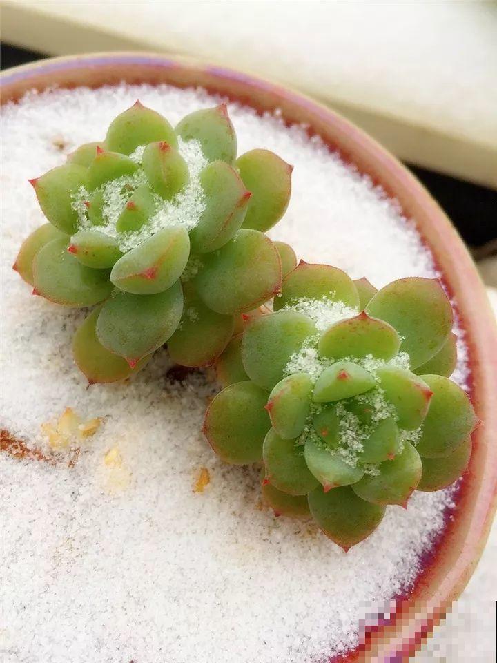 大雪天，只有这花还在继续开，真不是一般的抗冻！